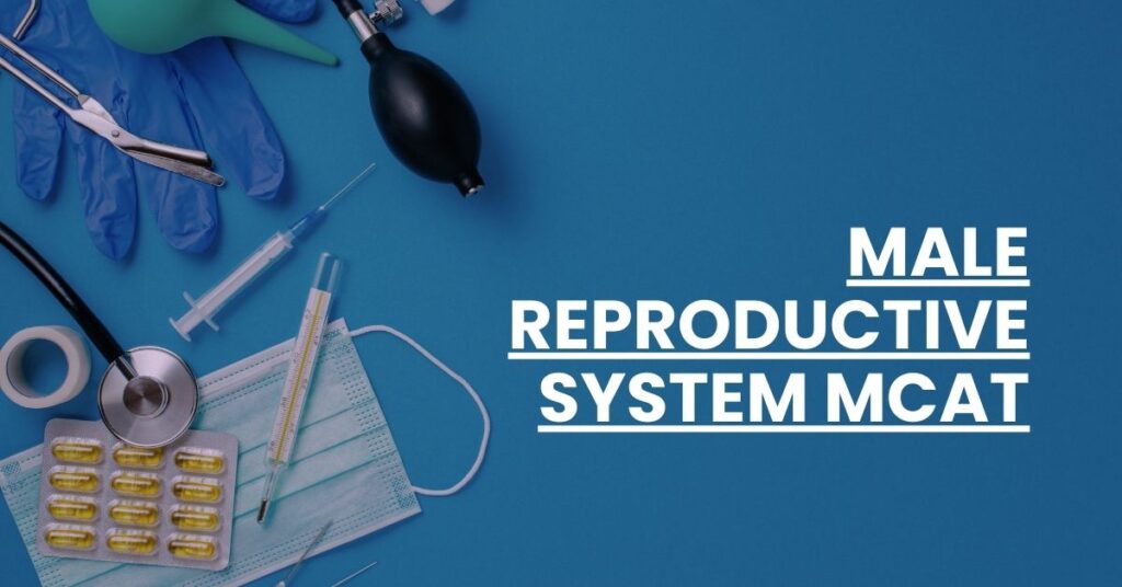 Male Reproductive System MCAT Feature Image